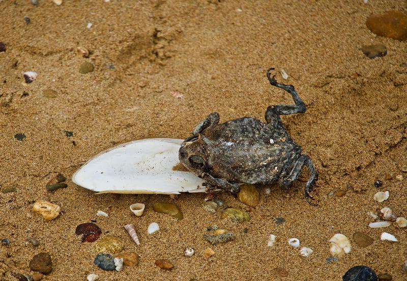 Flamboyant Cuttlefish