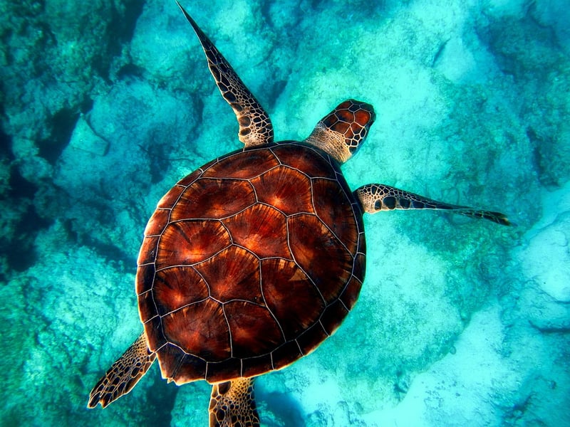 Marine Habitat